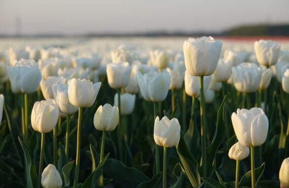 Beste website bouwers Nederland: dit zijn de toppers van 2025